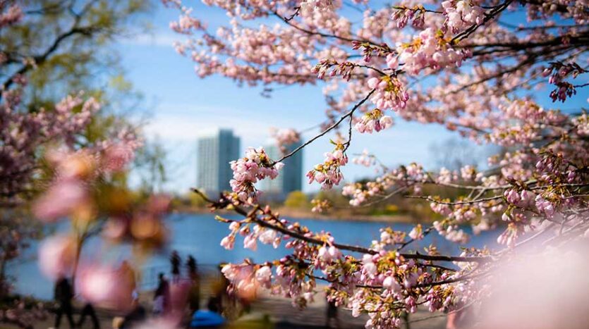Sakura Blossom tree in North High Park.