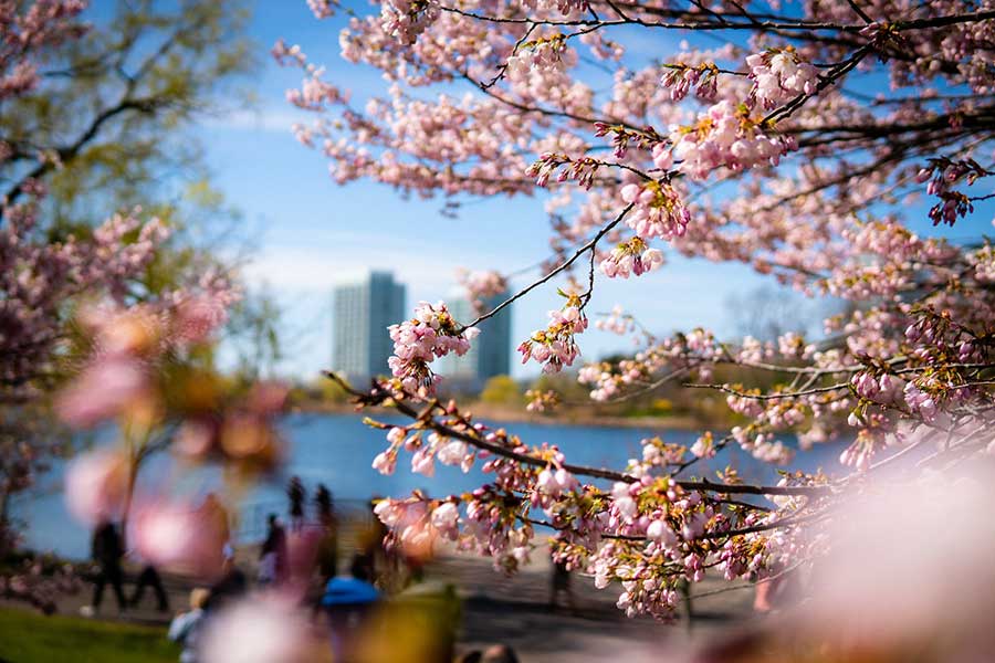 Sakura Blossom tree in North High Park.